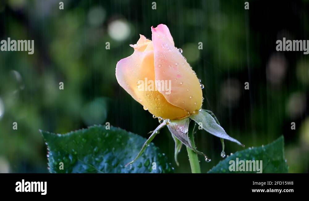 Flower being watered Stock Videos & Footage HD and 4K Video Clips Alamy