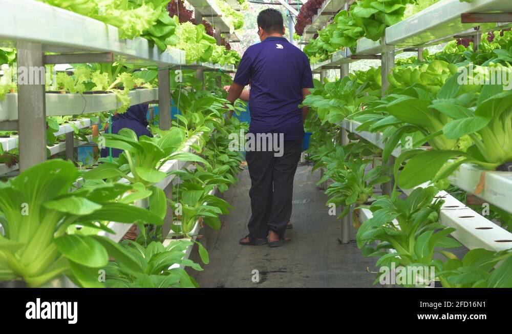 Butterhead leaf Stock Videos & Footage HD and 4K Video Clips Alamy