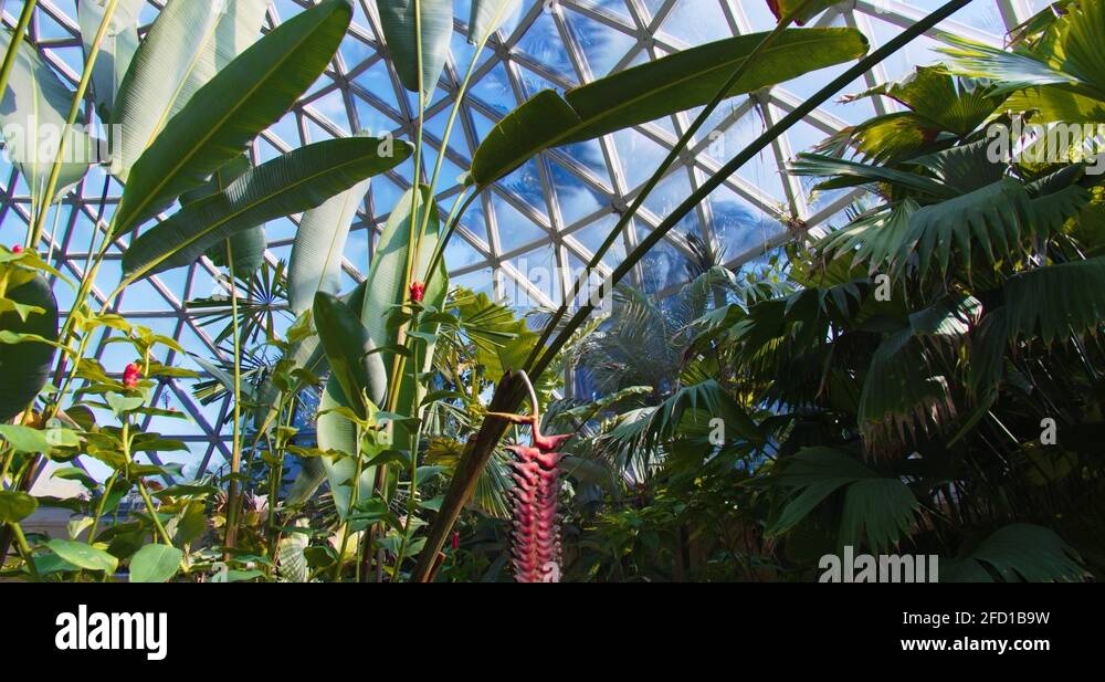 Brisbane plant Stock Videos & Footage HD and 4K Video Clips Alamy