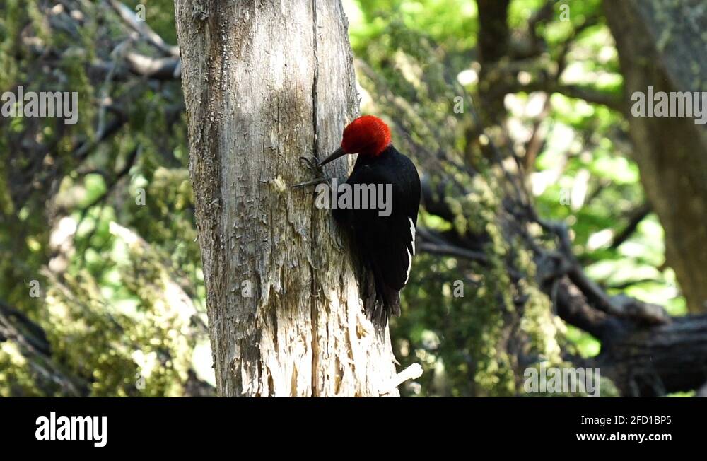 Pecking tree Stock Videos & Footage - HD and 4K Video Clips - Alamy