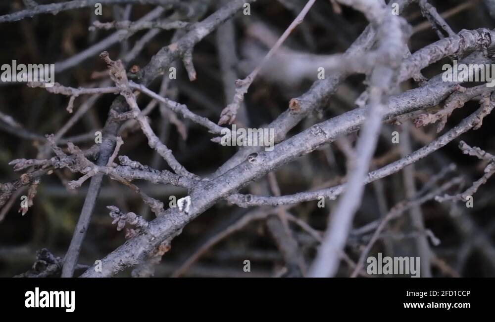 Pile of sticks garden Stock Videos & Footage HD and 4K Video Clips