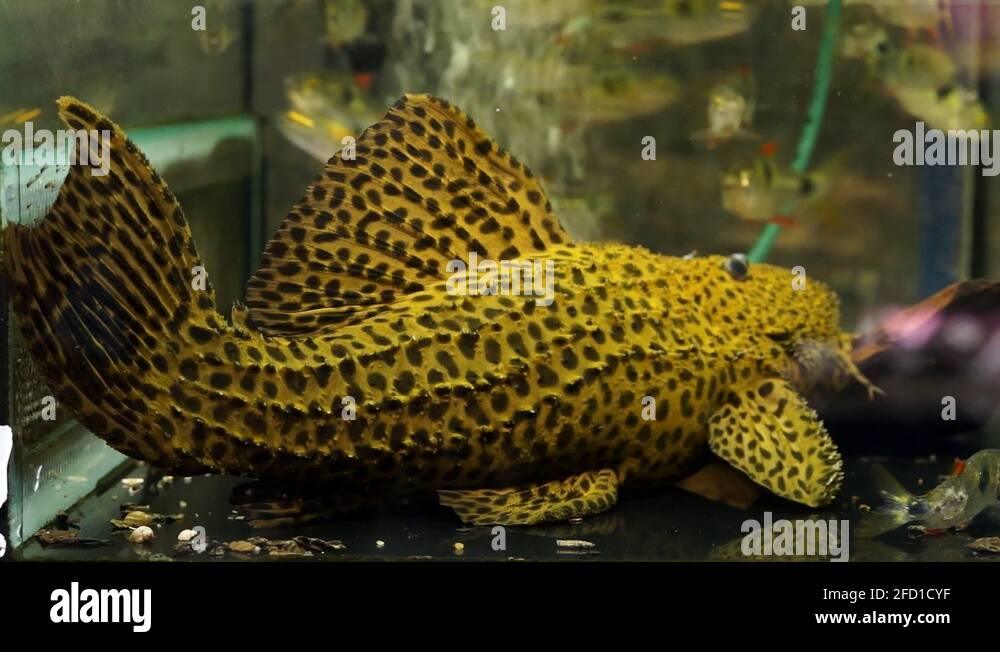 Large Yellow in black spots Spiny Monster Pleco Catfish