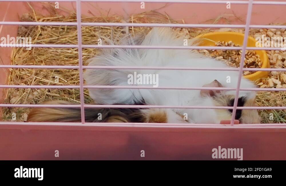 Guinea pigs cage pet Stock Videos & Footage HD and 4K Video Clips Alamy