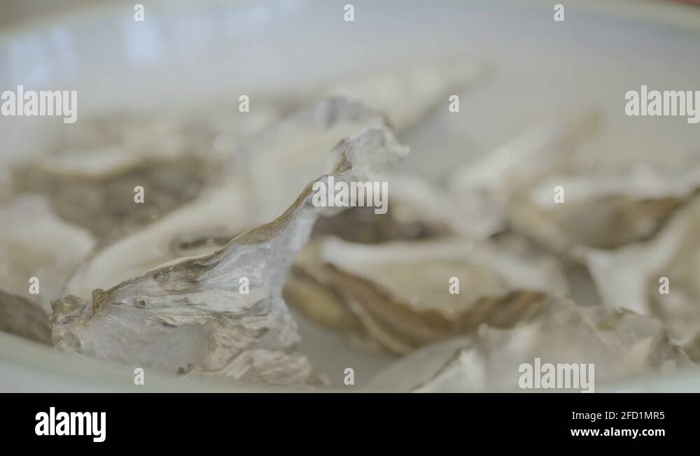 Carpenter walrus oysters Stock Videos & Footage - HD and 4K Video Clips