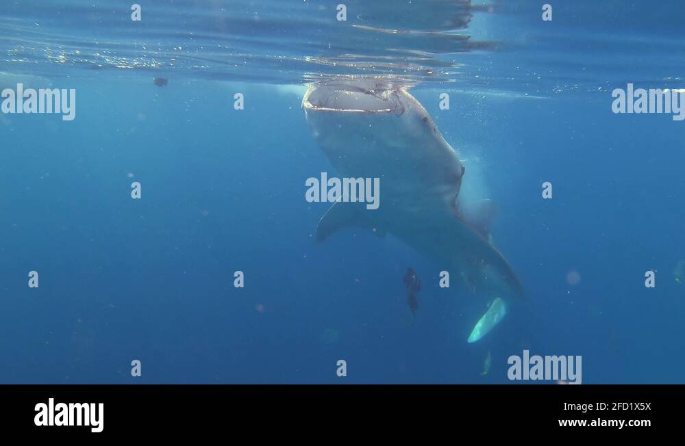 Two Giant whale sharks eat plankton from the sea surface while smaller