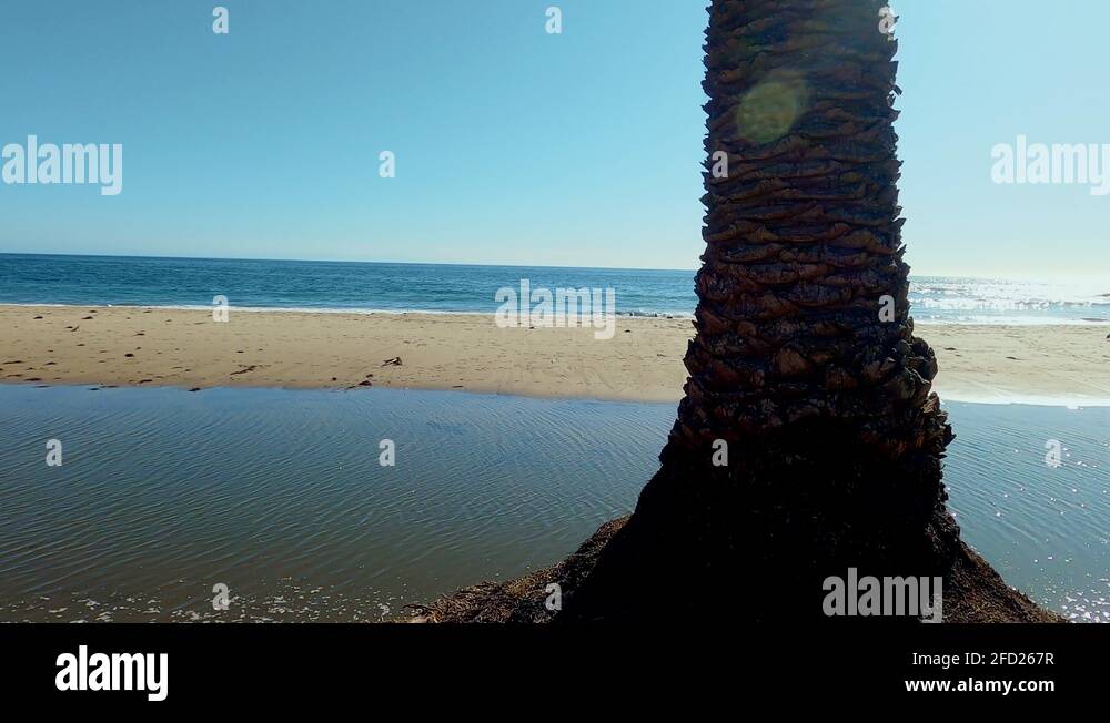 California palm tree surfer Stock Videos & Footage - HD and 4K Video ...