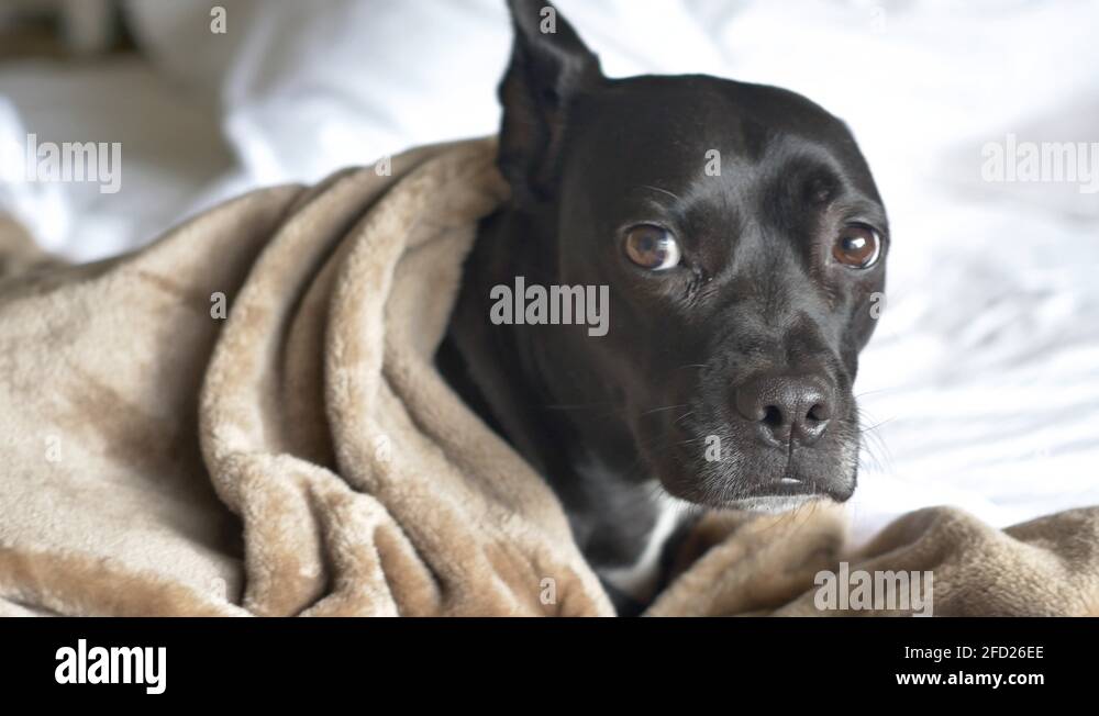 Pit bull in bed Stock Videos & Footage HD and 4K Video Clips Alamy