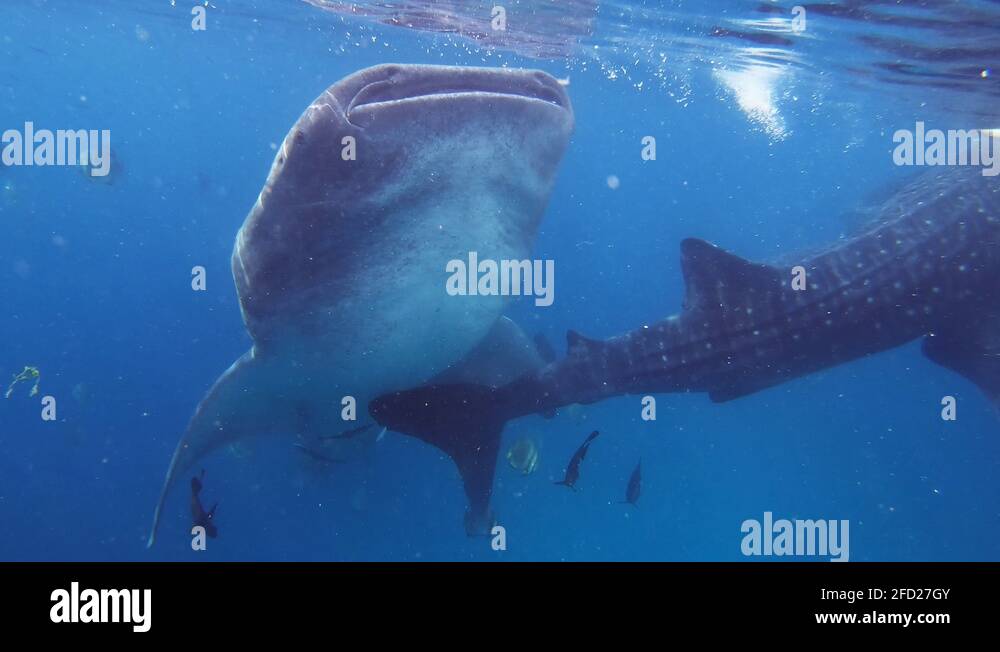 Three whale sharks eat plankton off of sea surface. Side view Stock