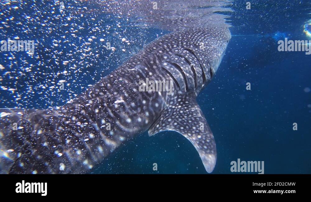 Majestic and giant whale sharks eat plankton while people swim around