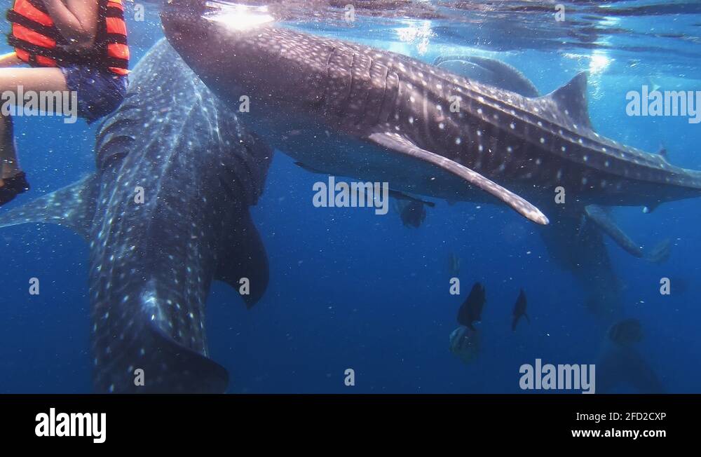 Multiple whale sharks eat plankton off of sea surface with people and