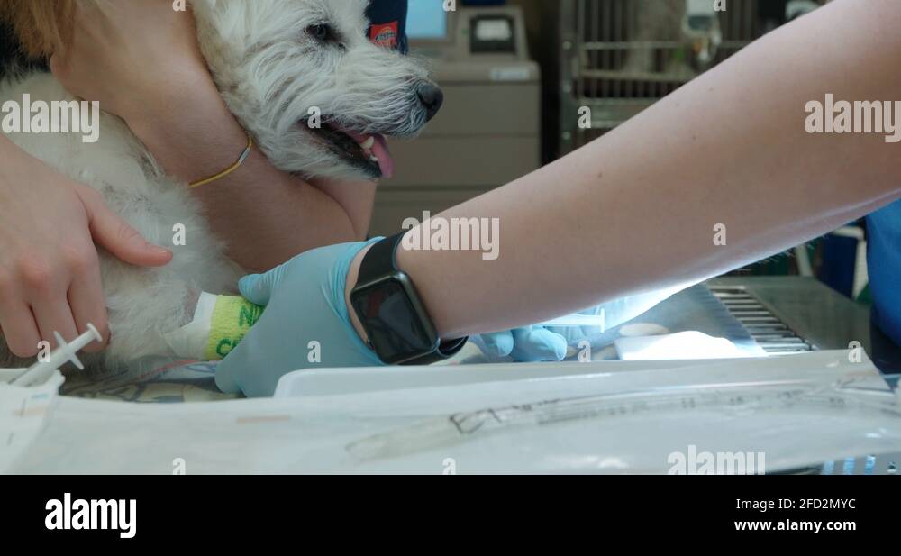 Getting the shot Stock Videos & Footage - HD and 4K Video Clips - Alamy