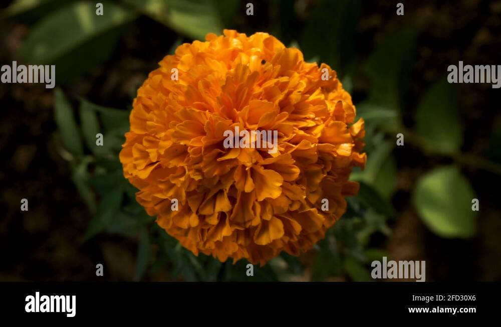 Top down flower Stock Videos & Footage HD and 4K Video Clips Alamy