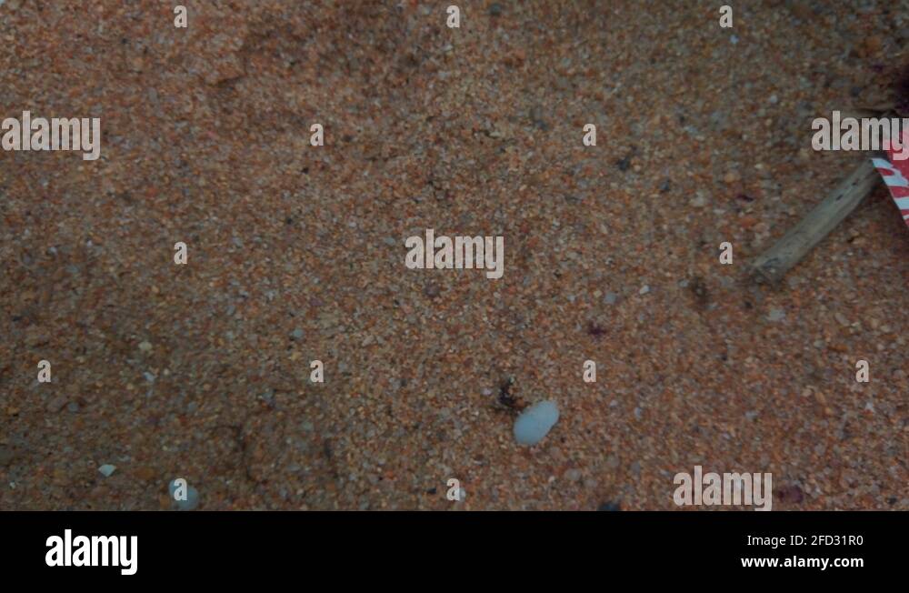 Slow pan from left to right of Random trash and micro plastics ...