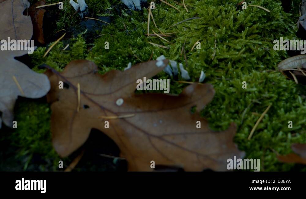Forest floor insects Stock Videos & Footage - HD and 4K Video Clips - Alamy