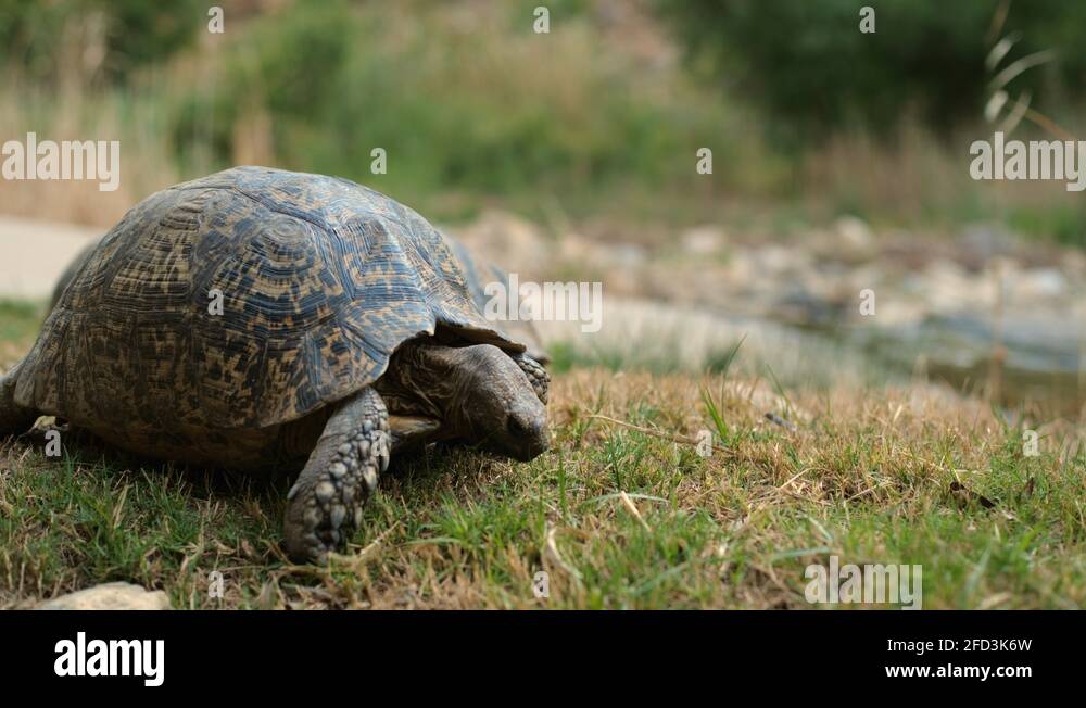 Tortoise food Stock Videos & Footage - HD and 4K Video Clips - Alamy