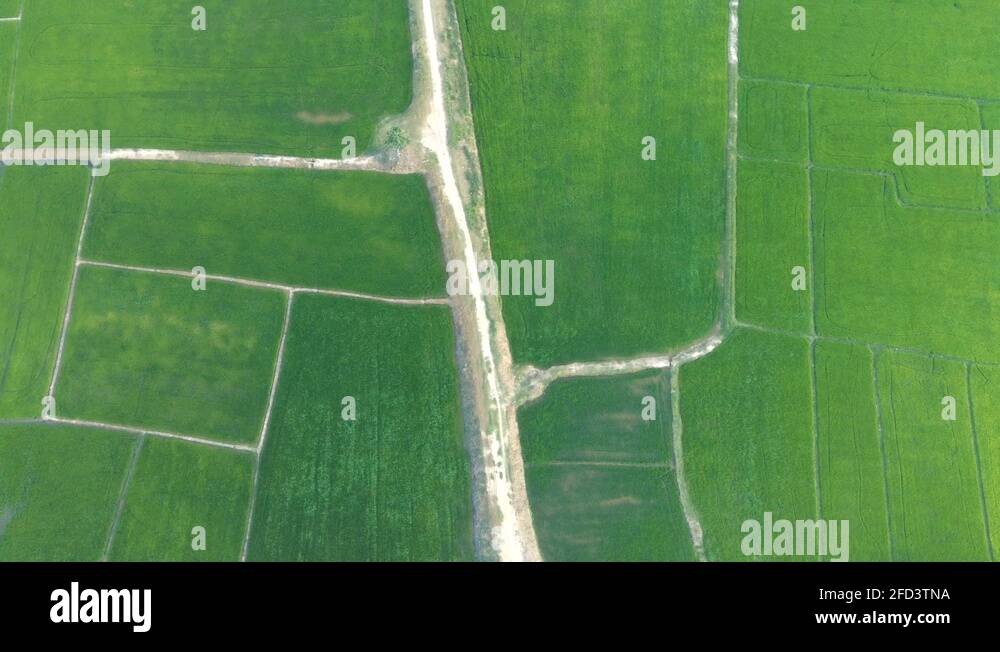 Plantation pattern Stock Videos & Footage HD and 4K Video Clips Alamy