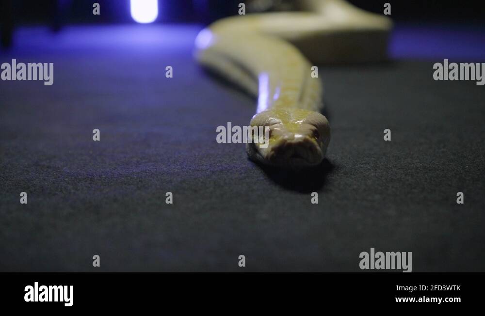 Carpet python zoo Stock Videos & Footage HD and 4K Video Clips Alamy