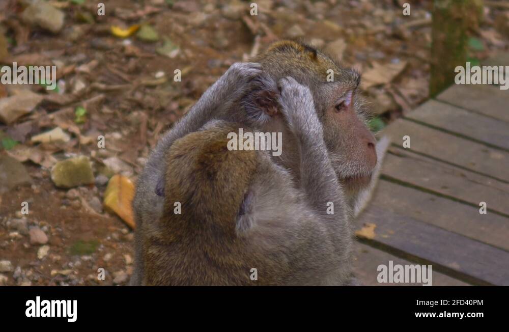 Monkey ear Stock Videos & Footage HD and 4K Video Clips Alamy