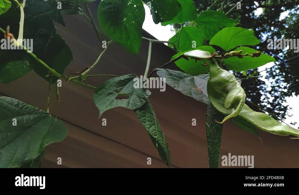 Flat green beans seed Stock Videos & Footage HD and 4K Video Clips