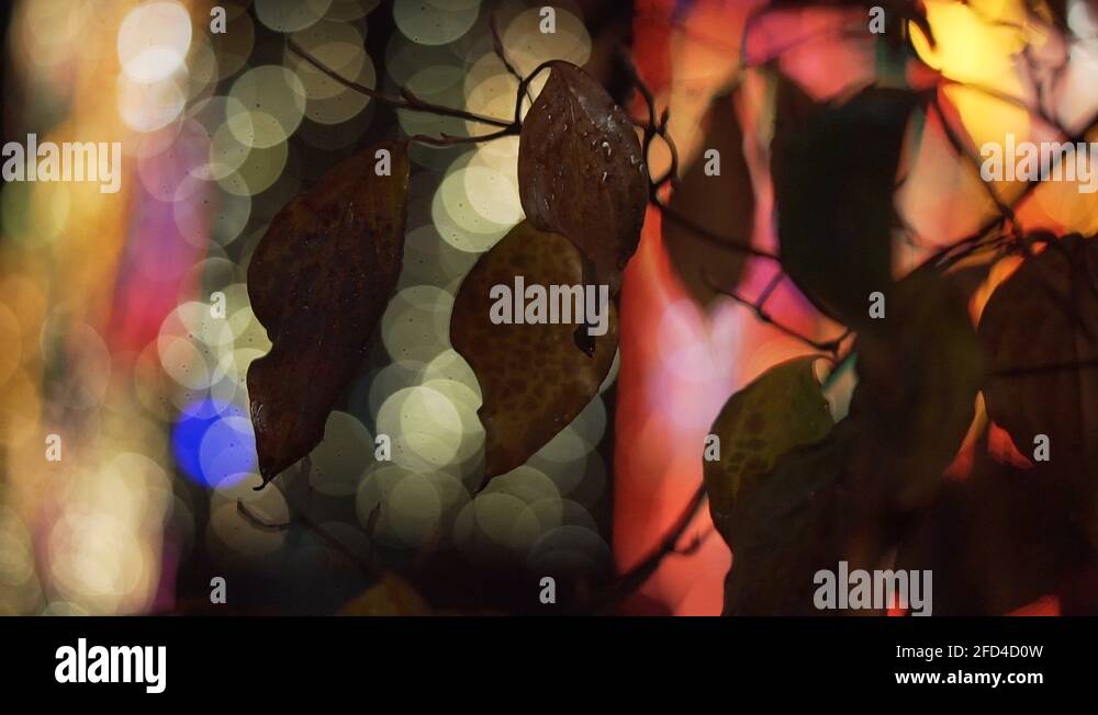 Calgary art in nature Stock Videos & Footage HD and 4K Video Clips