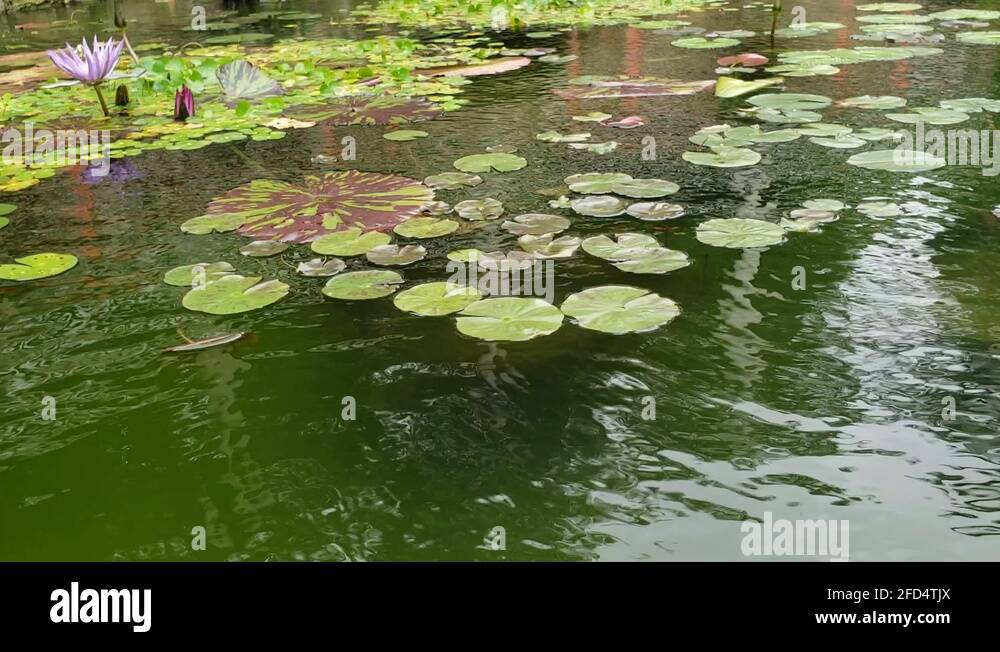 Lily pads pond flowers Stock Videos & Footage Biology Diagrams