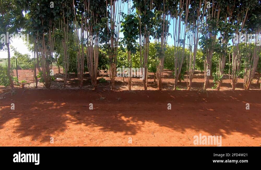 Hawaii sugar plantation Stock Videos & Footage HD and 4K Video Clips