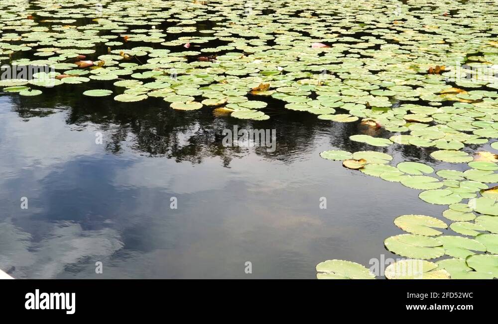 Lily pads on pond Stock Videos & Footage Biology Diagrams