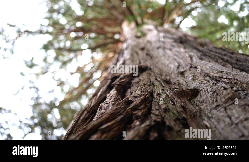 Cedar tree bark Stock Videos & Footage HD and 4K Video Clips Alamy