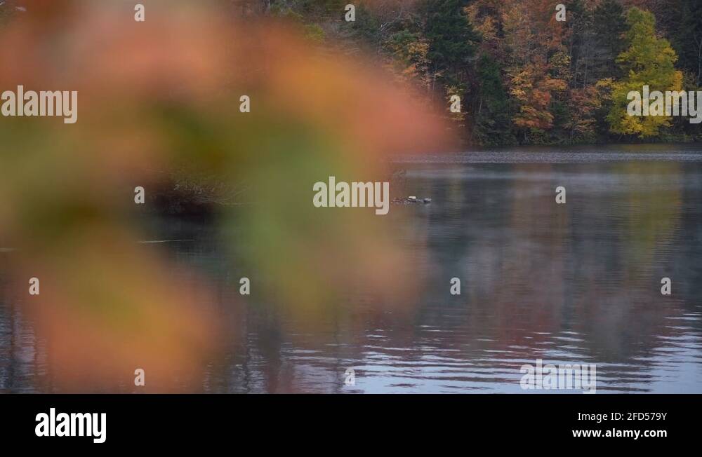 Canoeing in the adirondacks Stock Videos & Footage HD and 4K Video
