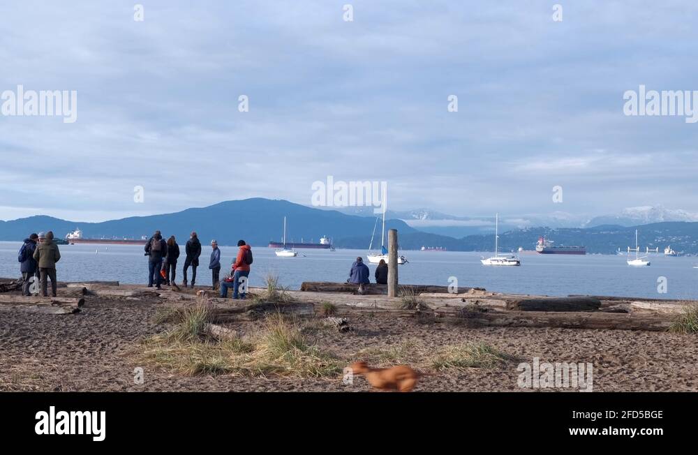 Dogs with owners enjoying beach Stock Videos & Footage HD and 4K