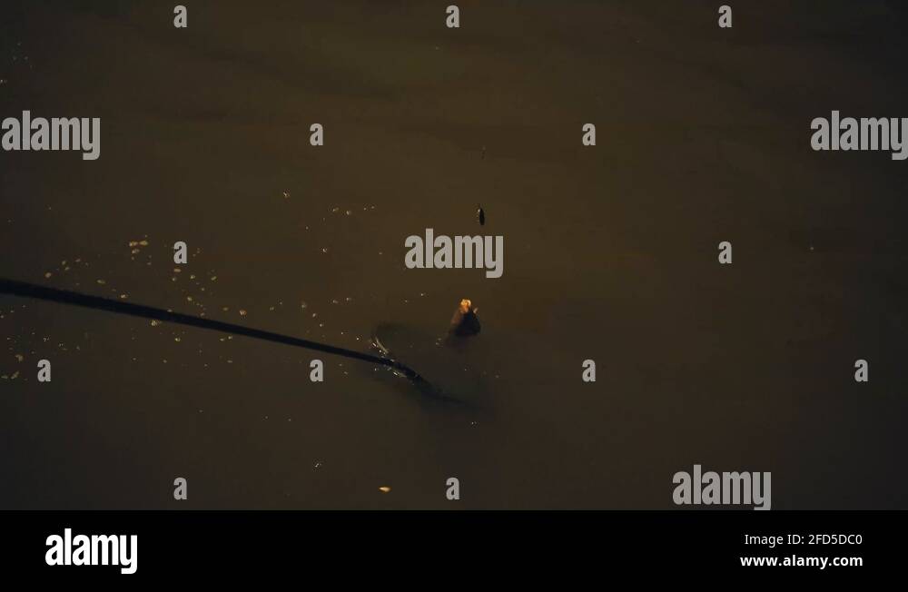 Fishing on a piere during night time. Fish dragged out in a net Stock