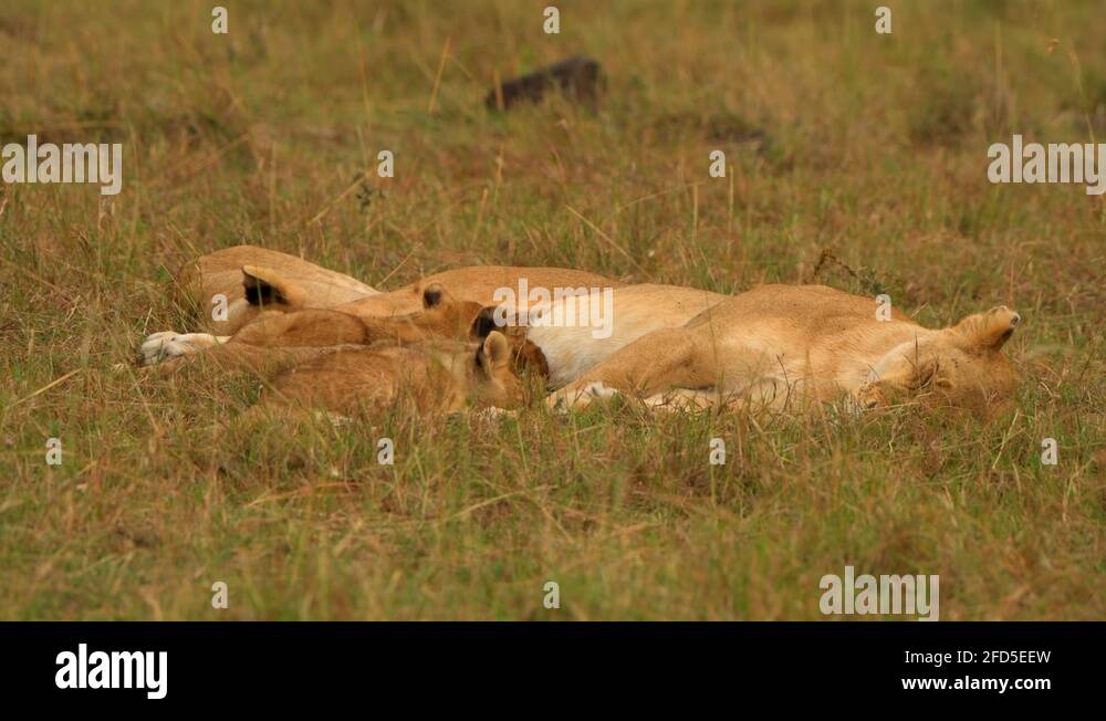 lioness giving milk to cubs closeup shot africa masai mara Stock Video