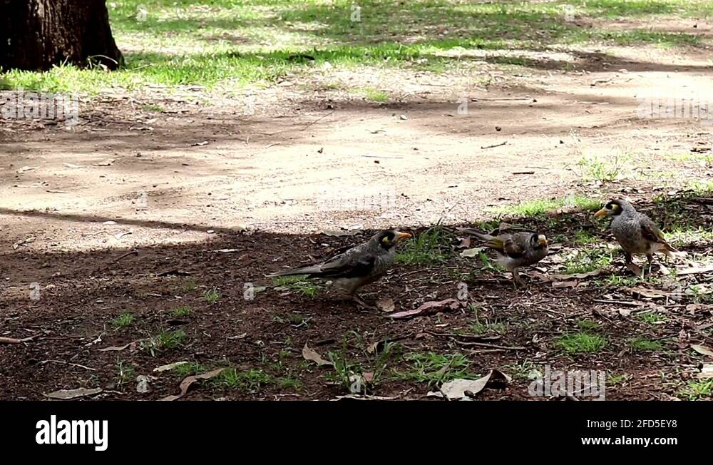 Feeding the birds worms Stock Videos & Footage HD and 4K Video Clips
