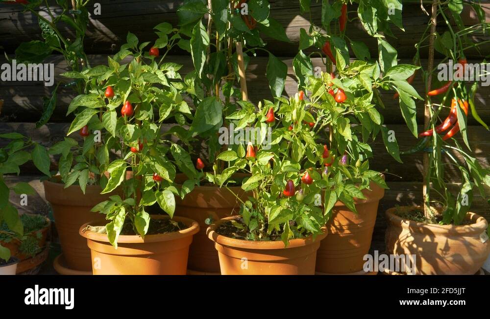 Chilli garden Stock Videos & Footage HD and 4K Video Clips Alamy