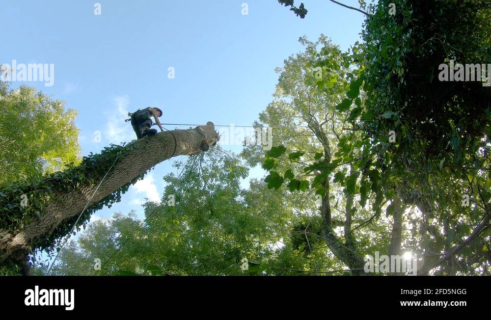 Huge ash tree Stock Videos & Footage - HD and 4K Video Clips - Alamy