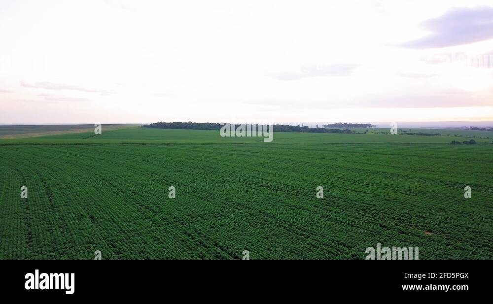 Soybean farm brazil Stock Videos & Footage HD and 4K Video Clips Alamy
