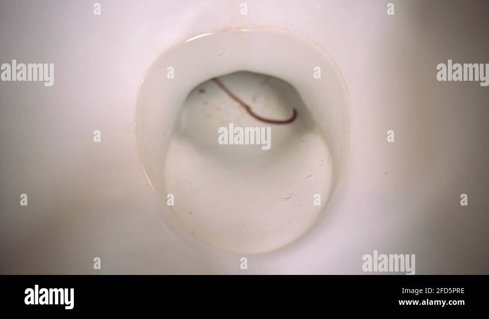 Worm in toilet Stock Videos & Footage HD and 4K Video Clips Alamy