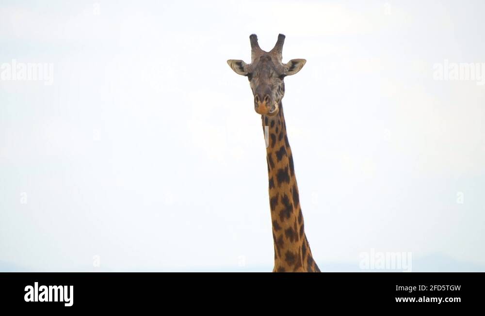 Masai mara wildlife Stock Videos & Footage - HD and 4K Video Clips - Alamy
