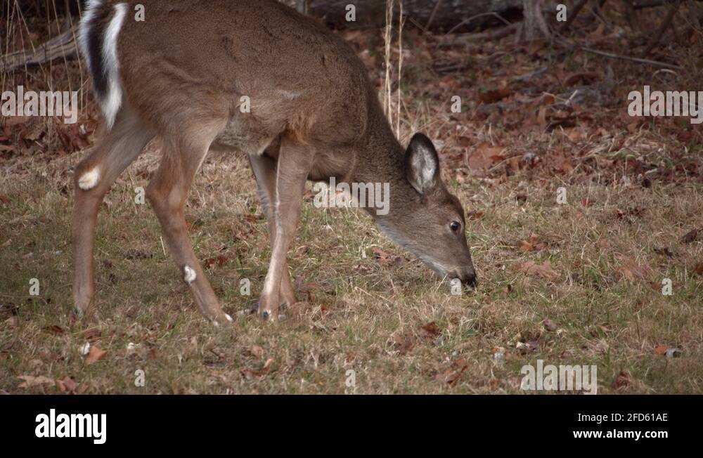 White tailed deer grazing Stock Videos & Footage HD and 4K Video