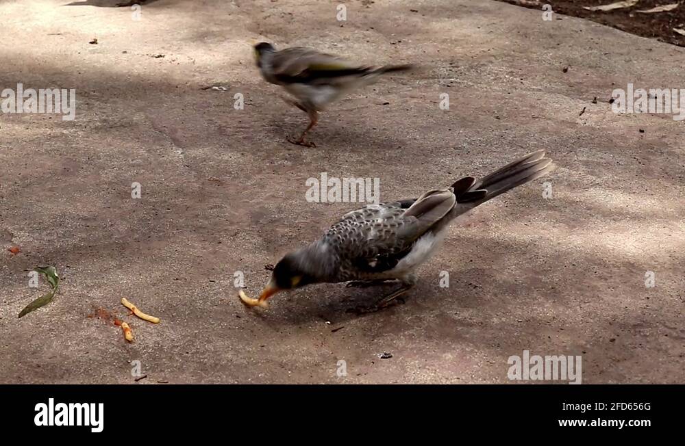 Bbq spaghetti Stock Videos & Footage HD and 4K Video Clips Alamy
