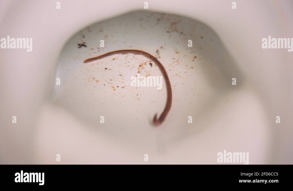 Worm In Toilet. Worm in my Toilet Water. Horrific Situation in 4k Stock