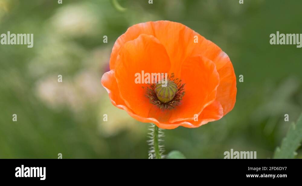 Bath city Stock Videos & Footage HD and 4K Video Clips Alamy