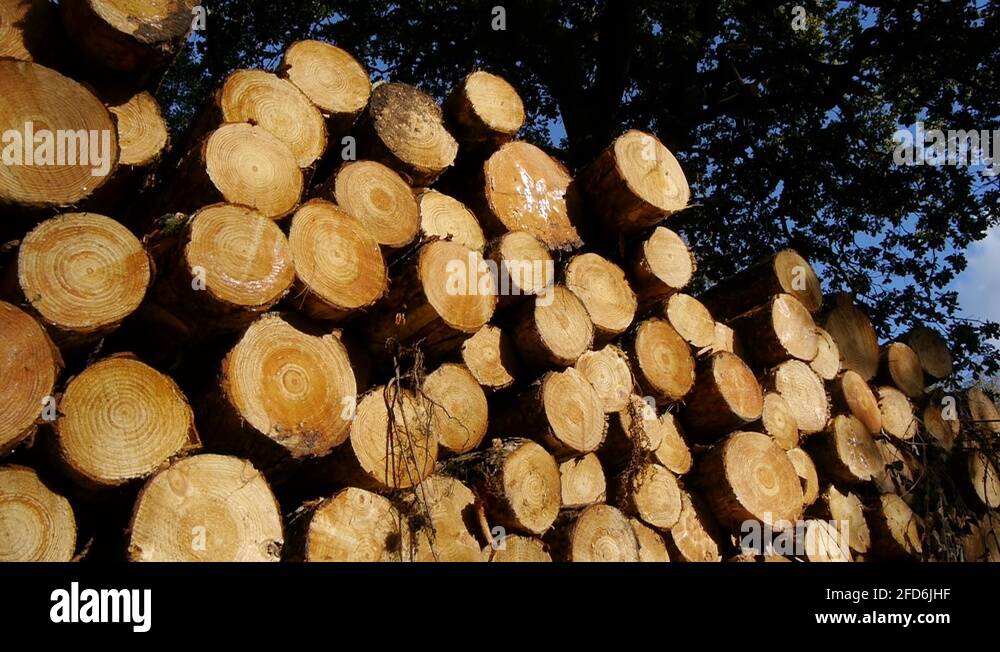 Treering Stock Videos & Footage HD and 4K Video Clips Alamy