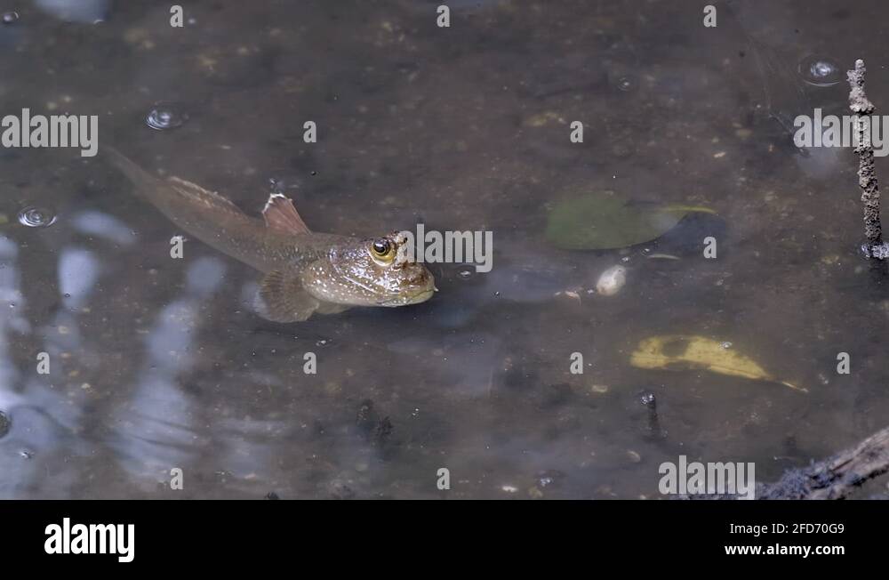 Fish with bulging eyes Stock Videos & Footage HD and 4K Video Clips