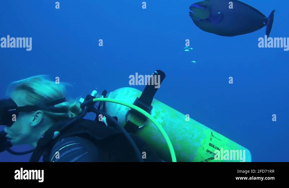 Scuba diver and fish swimming underwater Stock Videos & Footage HD