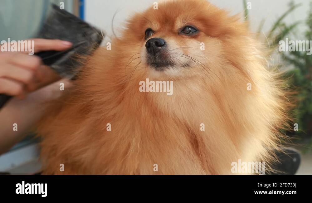 Miniature pomeranian dog Stock Videos & Footage HD and 4K Video Clips