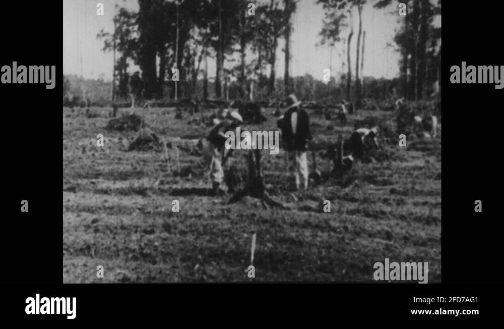 Plant and soil Stock Videos & Footage HD and 4K Video Clips Alamy