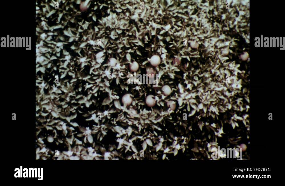 Beetles eating plants Stock Videos & Footage HD and 4K Video Clips