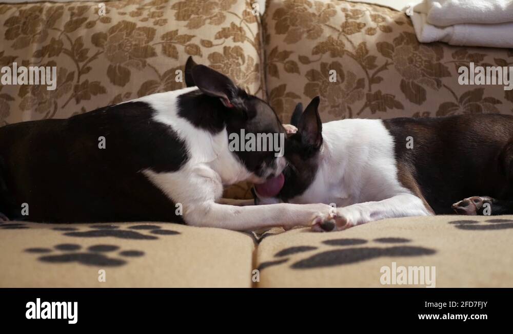 Dog licks another dogs face, two dogs on sofa Stock Video Footage Alamy