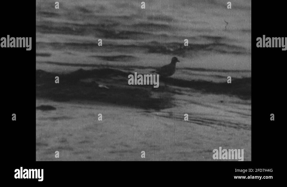 Arctic turn bird Stock Videos & Footage - HD and 4K Video Clips - Alamy